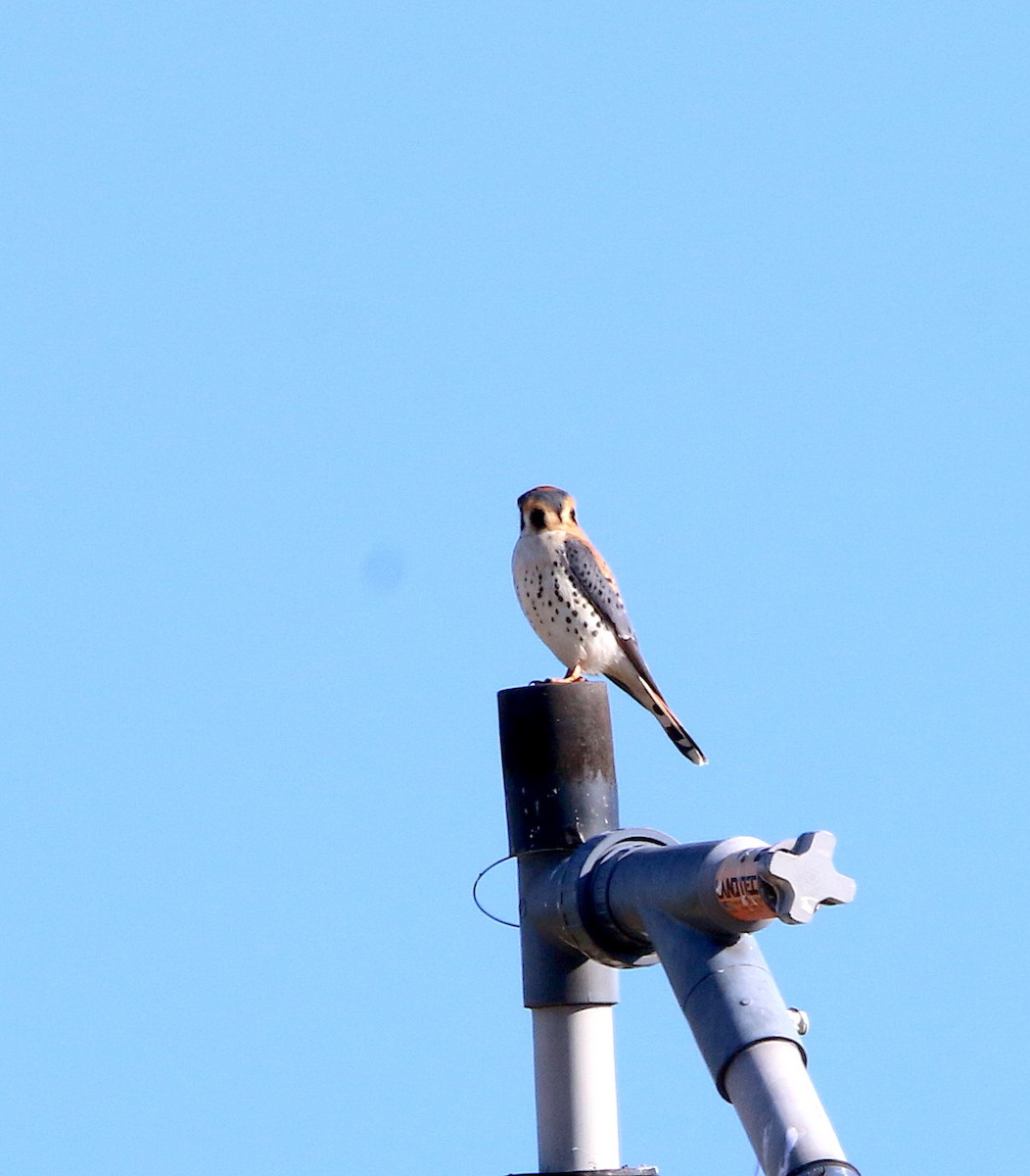 American Kestrel - ML313516091