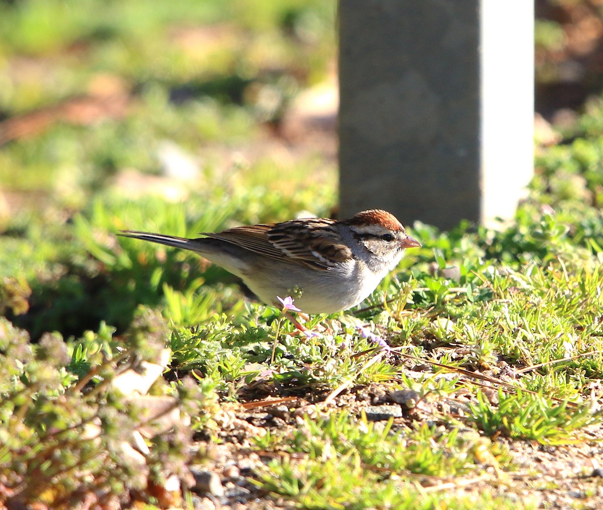 Chipping Sparrow - Lori White