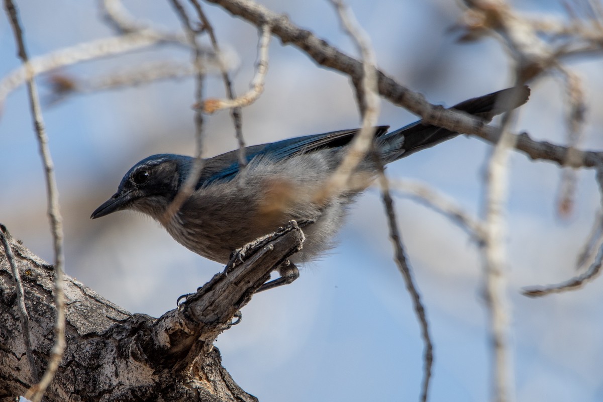 Woodhouse's Scrub-Jay - ML313516761