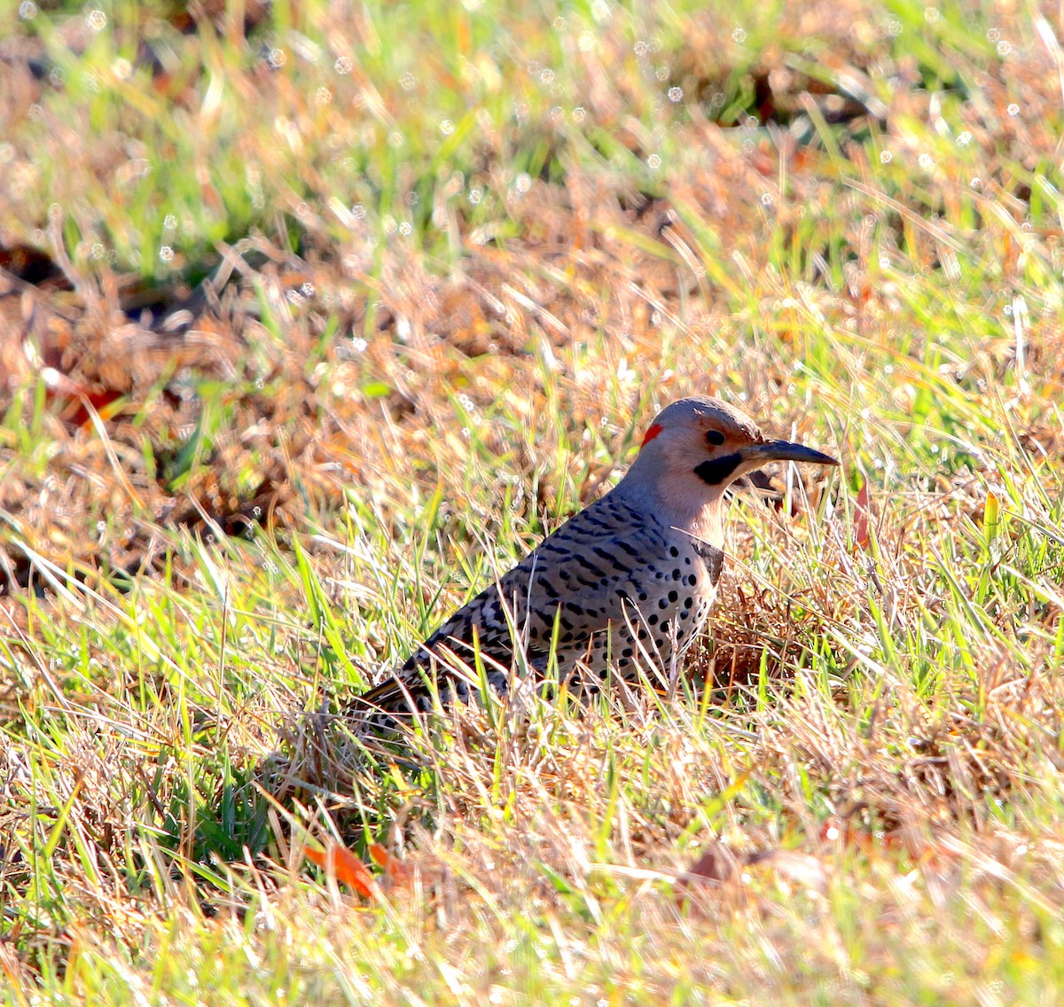 Northern Flicker - Lori White