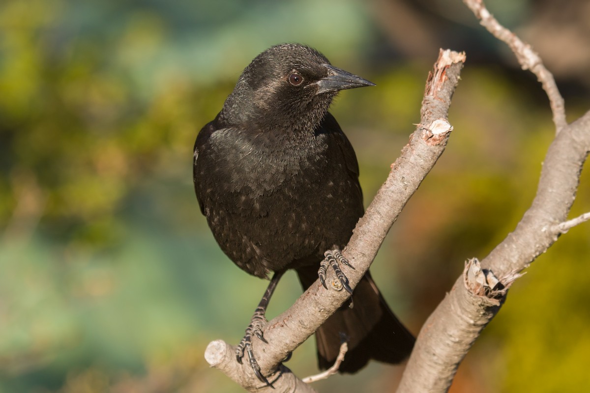 Austral Blackbird - ML313517331