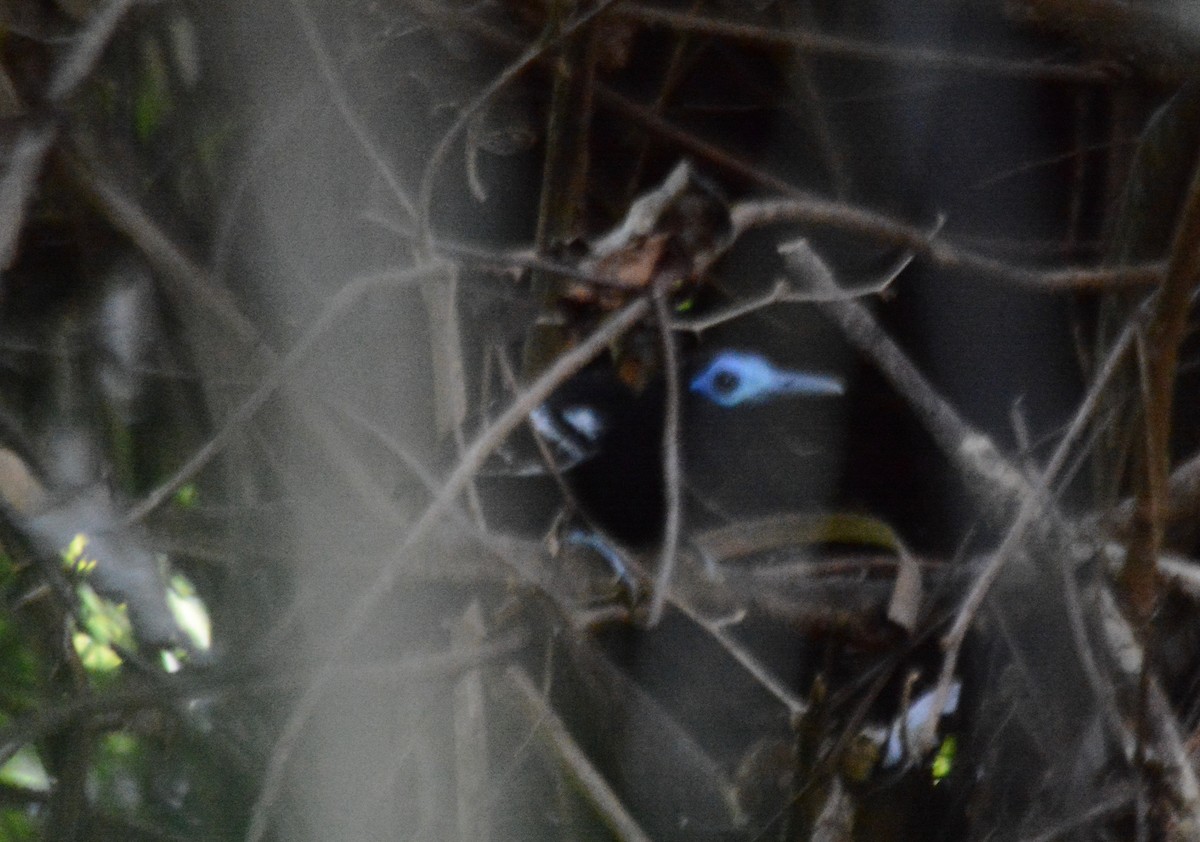 Bare-crowned Antbird - ML313522491