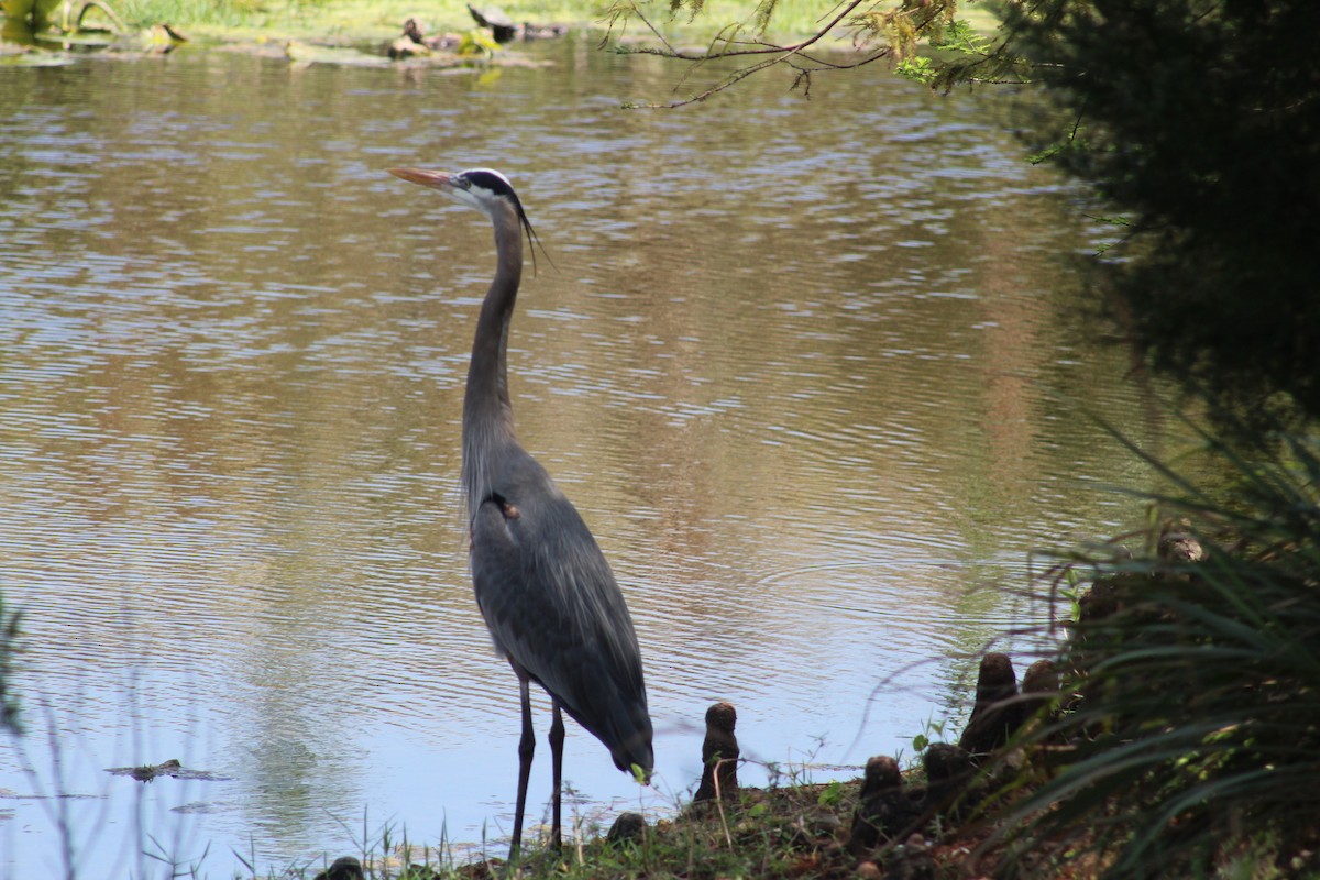 Great Blue Heron - ML313522521