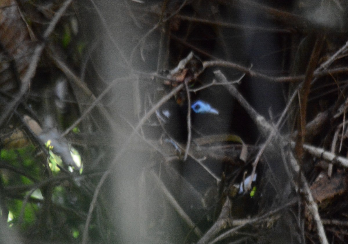 Bare-crowned Antbird - ML313522751