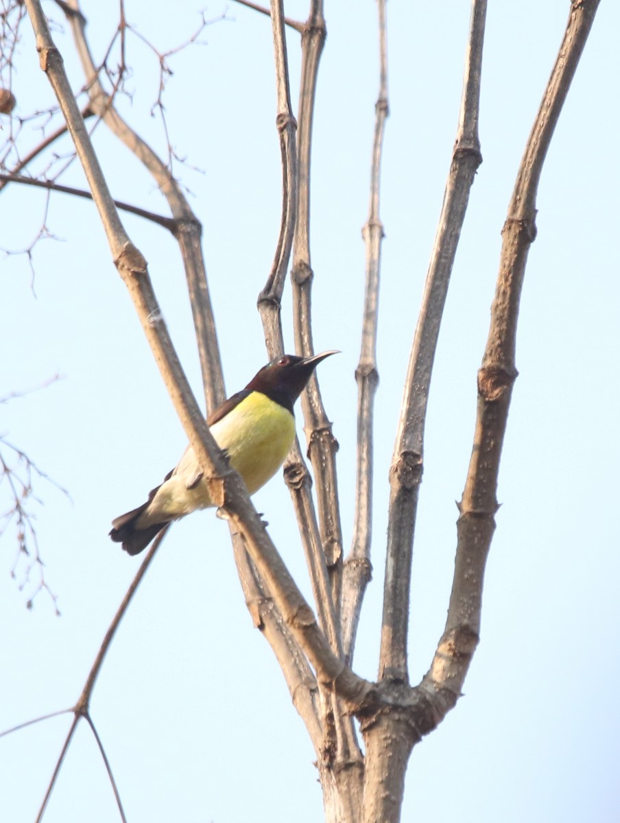 Purple-rumped Sunbird - Vyom Vyas