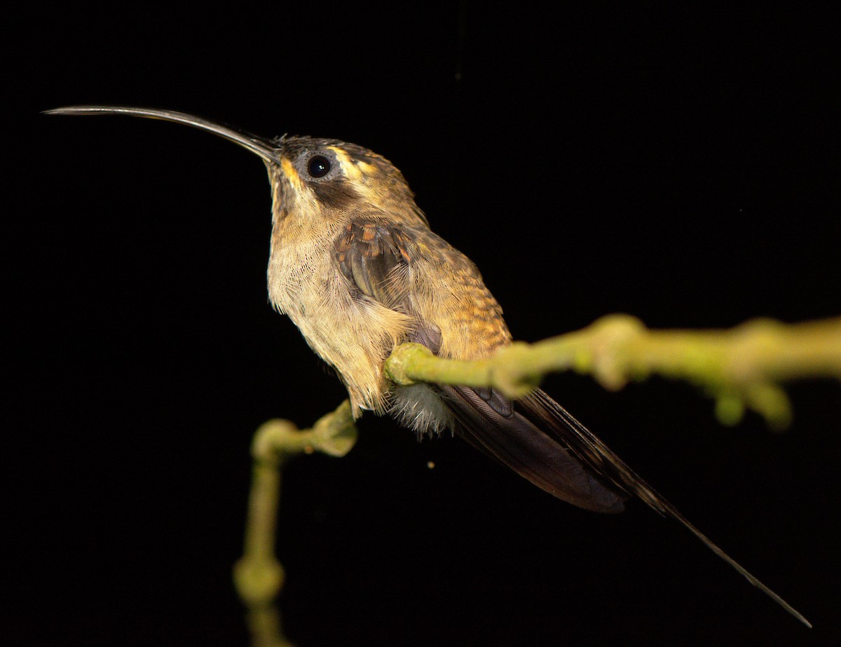 kolibřík tmavolící - ML313525171