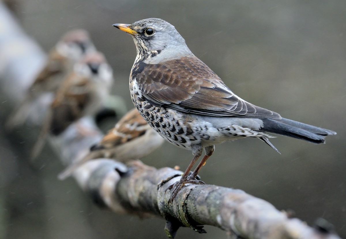 Fieldfare - Pavel Štěpánek