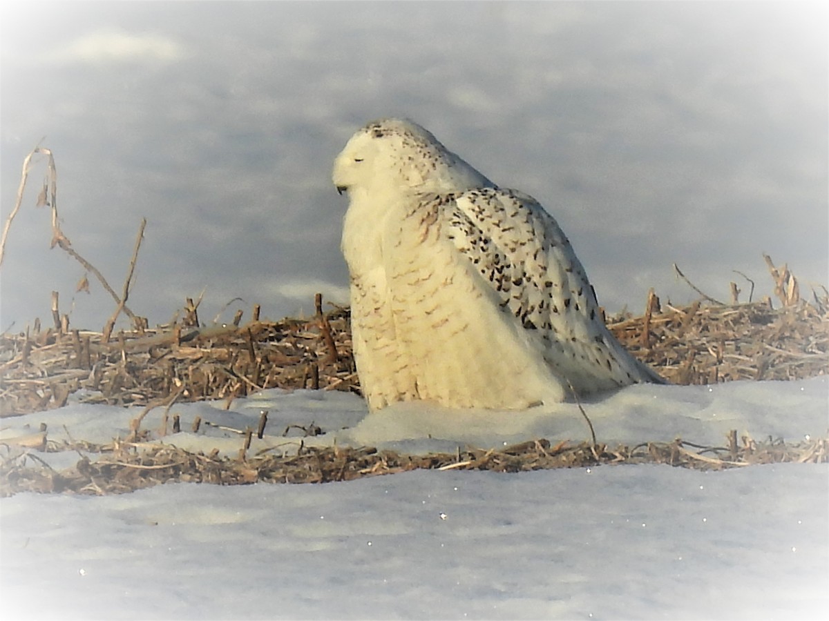 Snowy Owl - Jay Wriedt