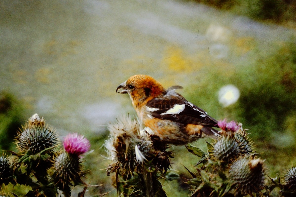 White-winged Crossbill - ML313528961