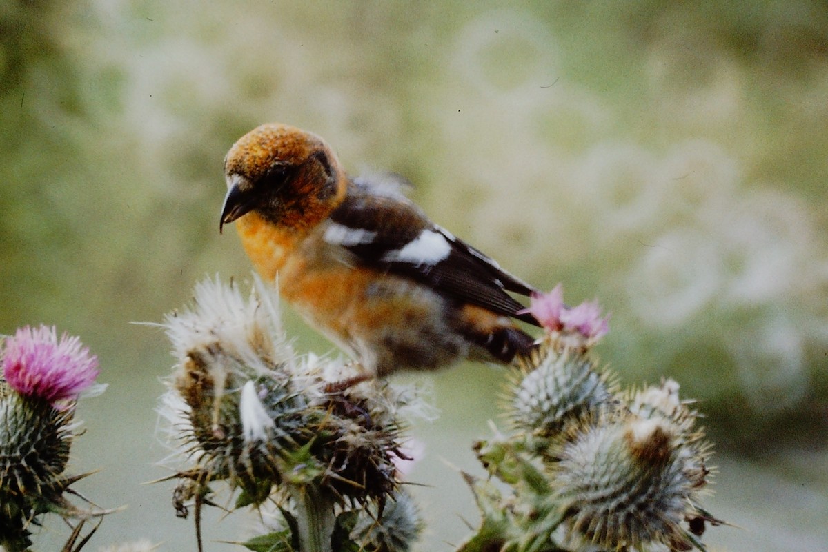 White-winged Crossbill - ML313529021