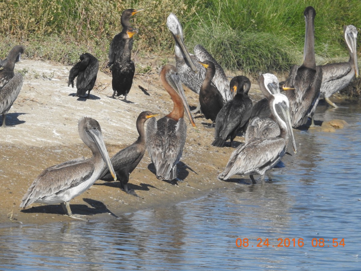 Brown Pelican - ML313531621