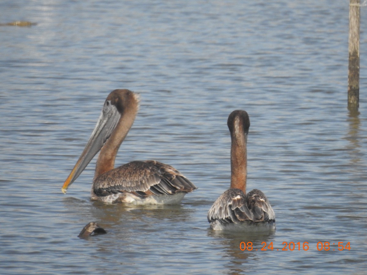 Brown Pelican - ML313531631