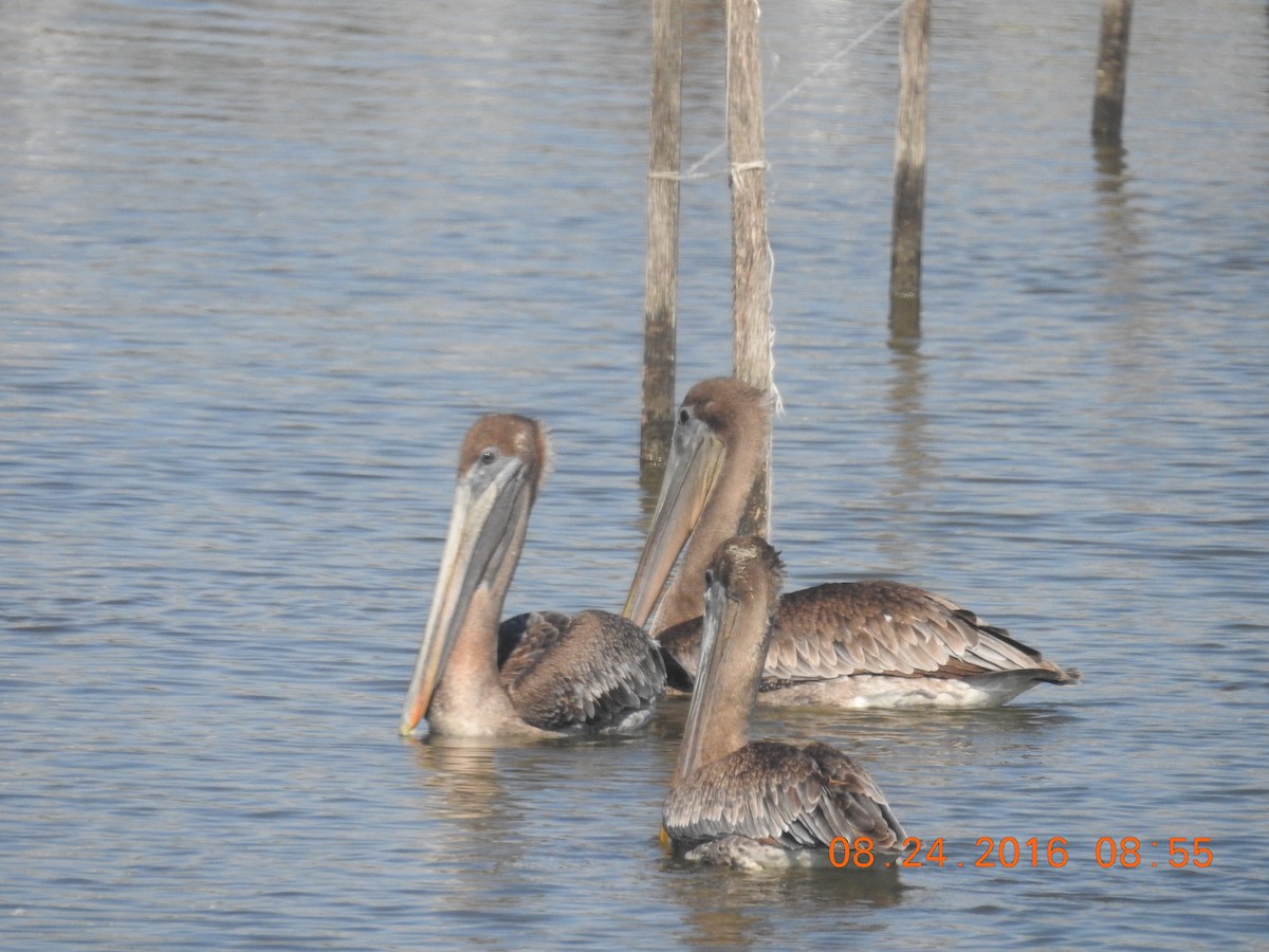 Brown Pelican - ML313531691