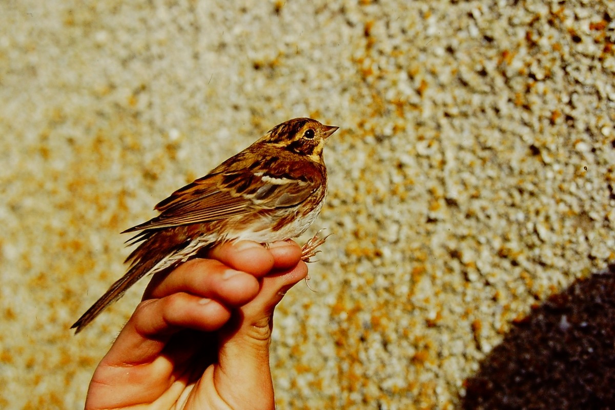 Rustic Bunting - ML313532231