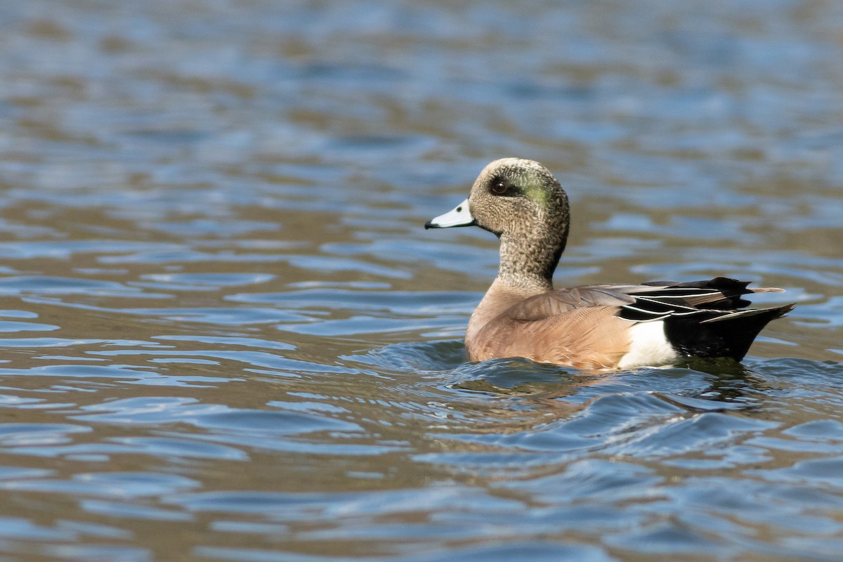 Canard d'Amérique - ML313534331