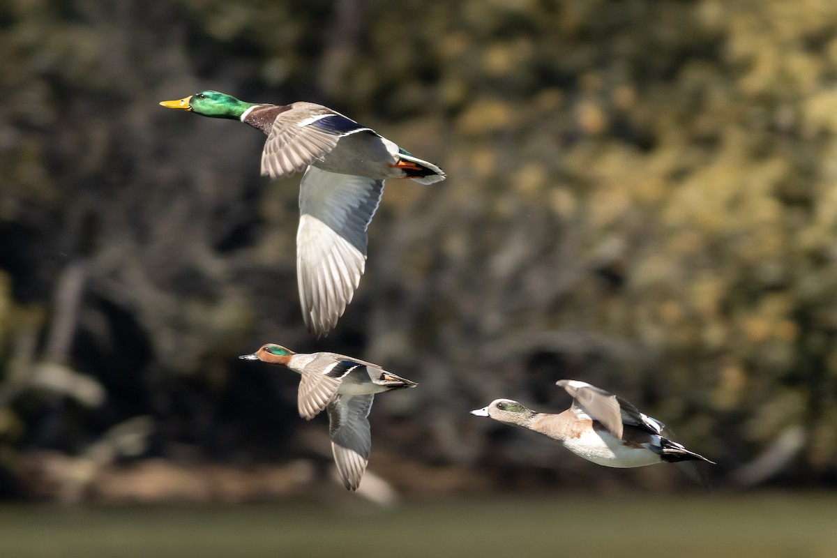 American Wigeon - ML313534411