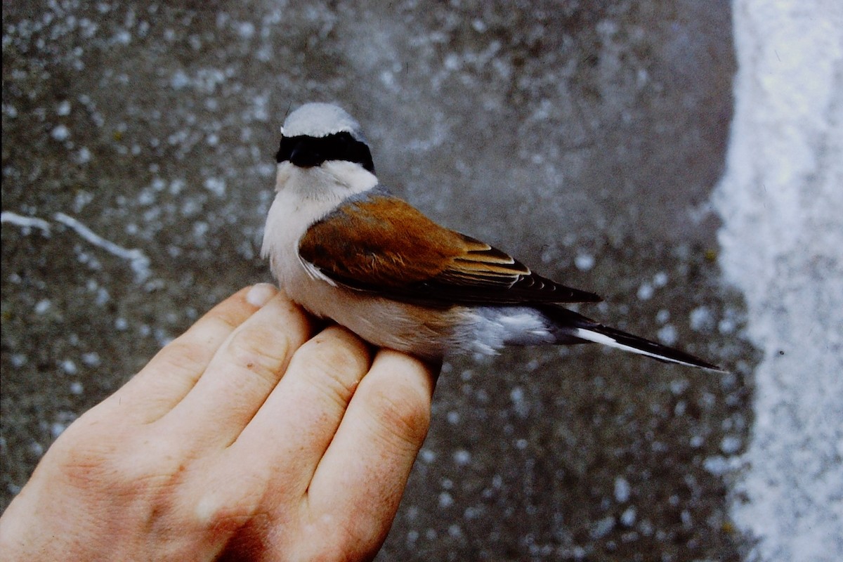 Red-backed Shrike - ML313534881