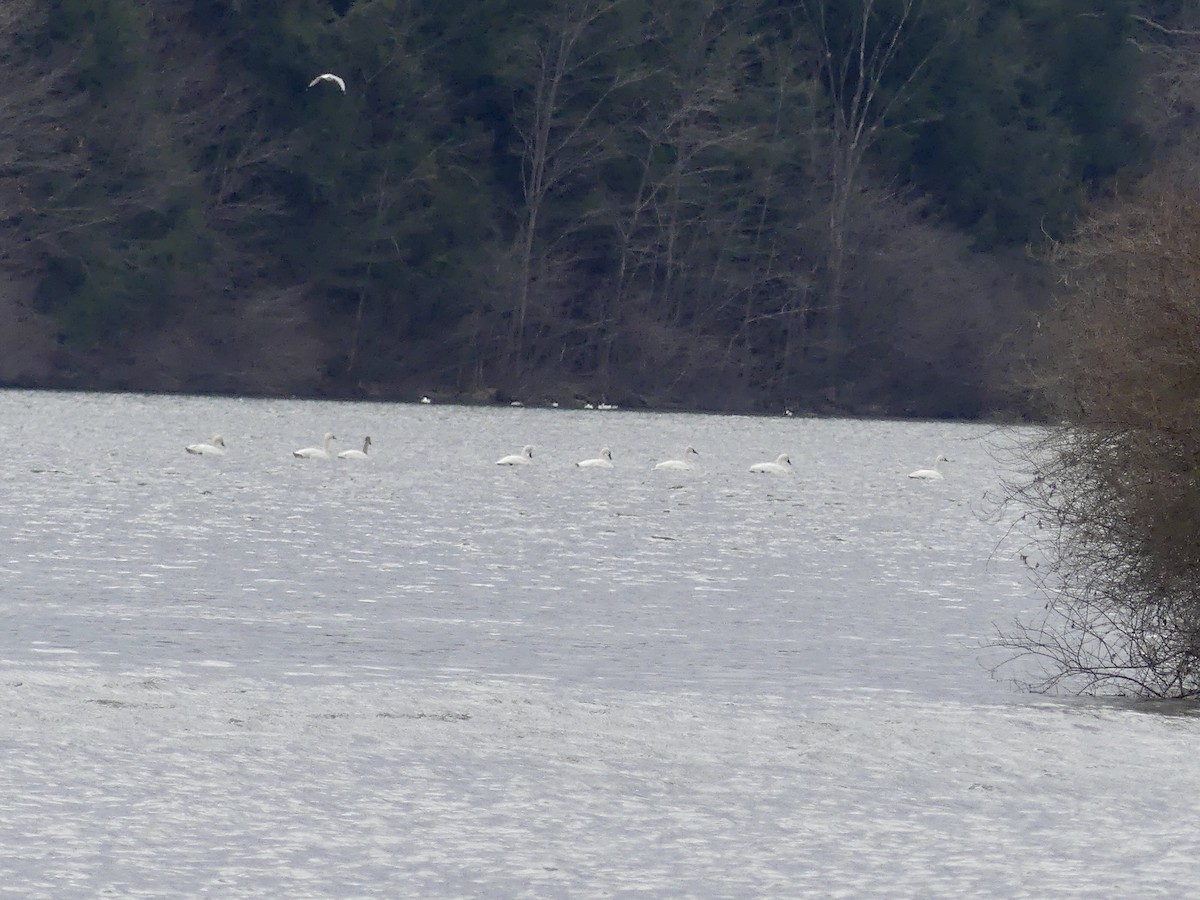 Tundra Swan - ML313534971