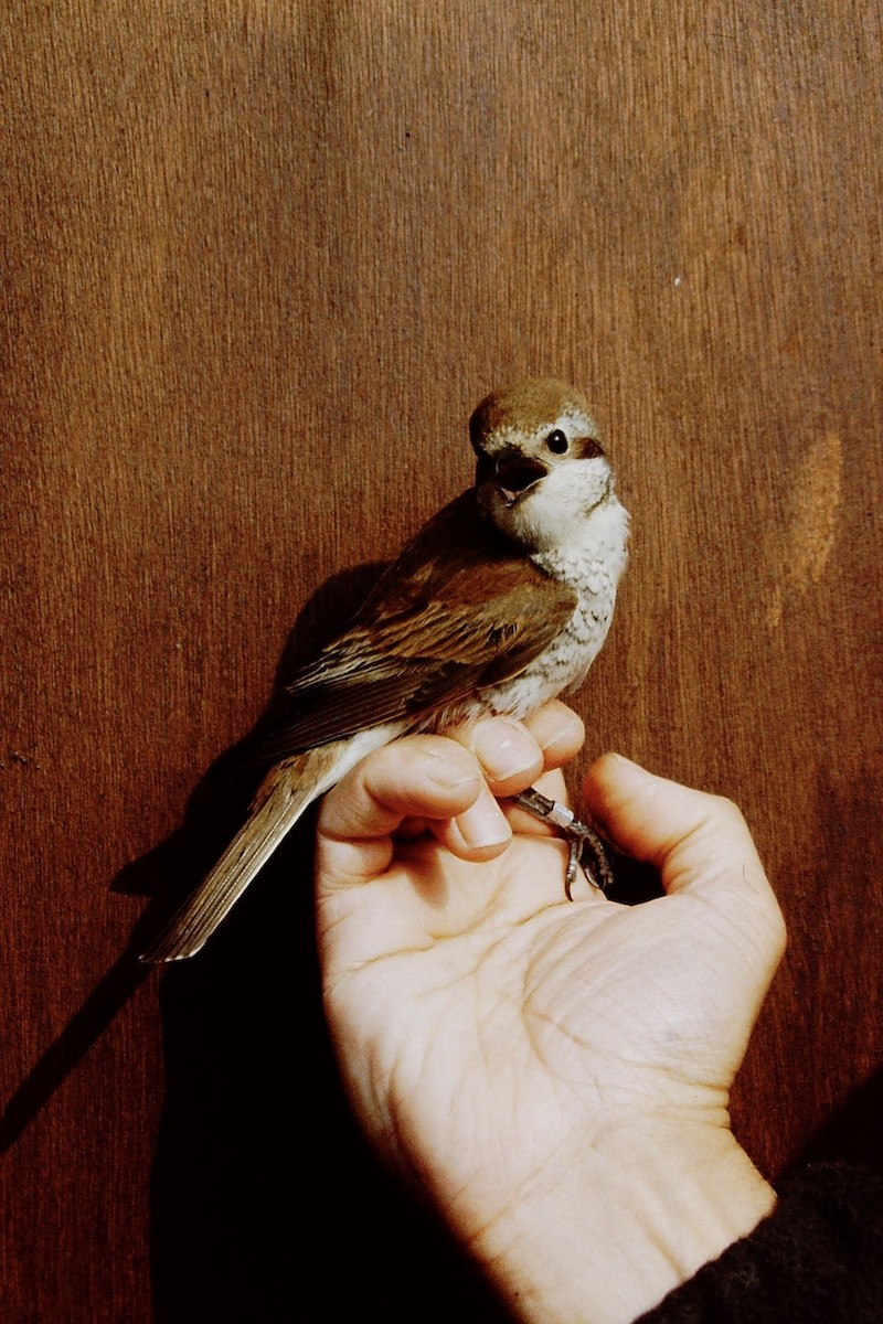 Red-backed Shrike - ML313535111