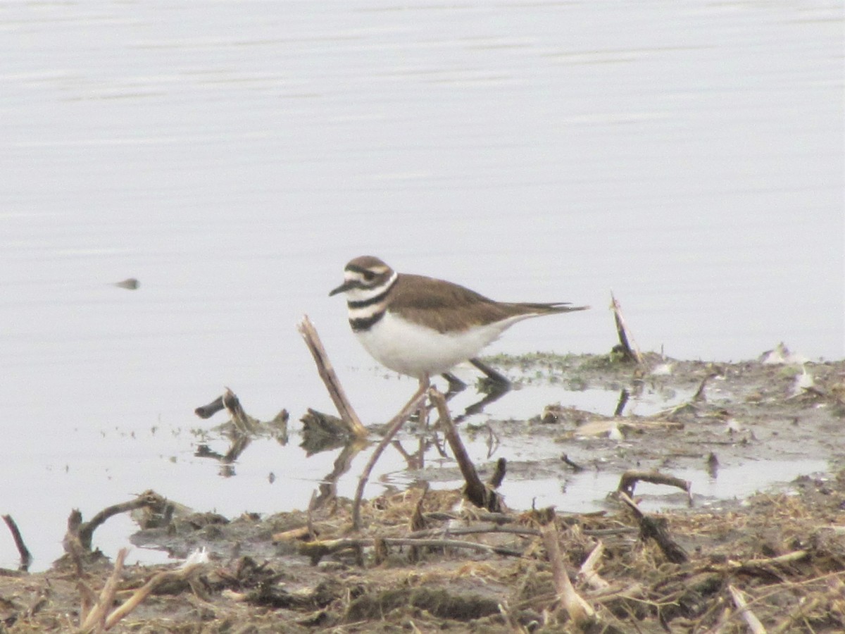 Killdeer - ML313535611