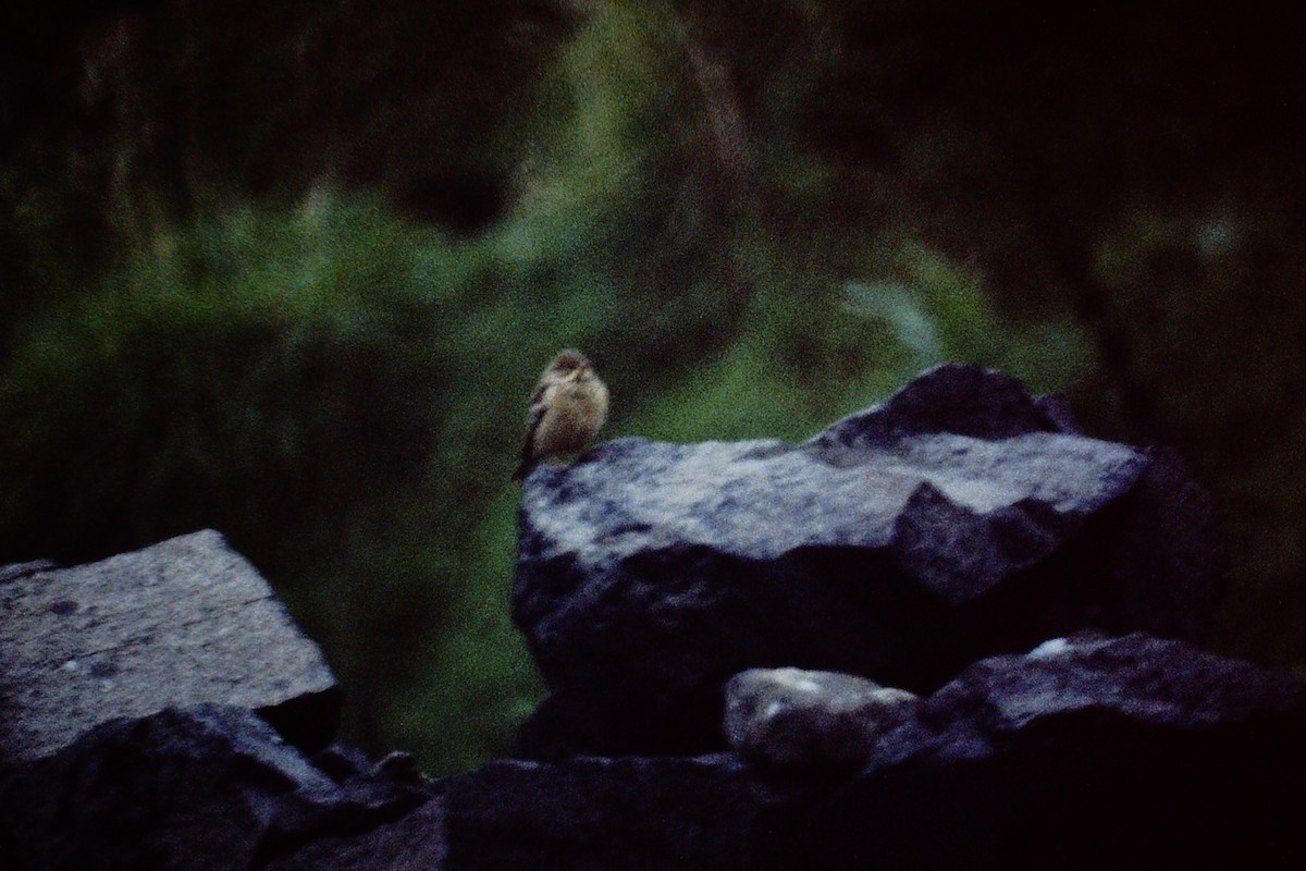 Ortolan Bunting - ML313535971