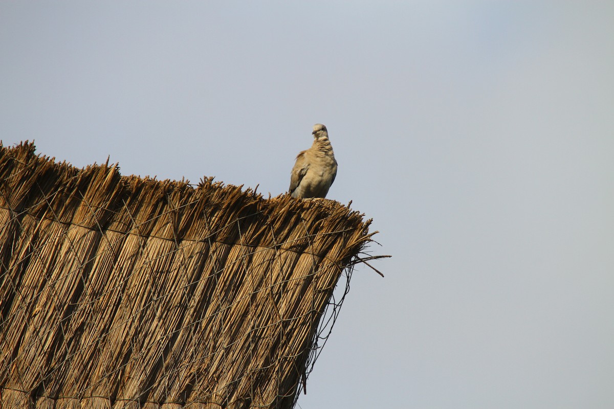 Eurasian Collared-Dove - ML313536691