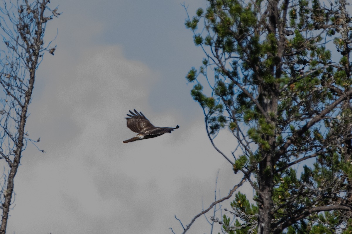 Red-tailed Hawk - ML313536811