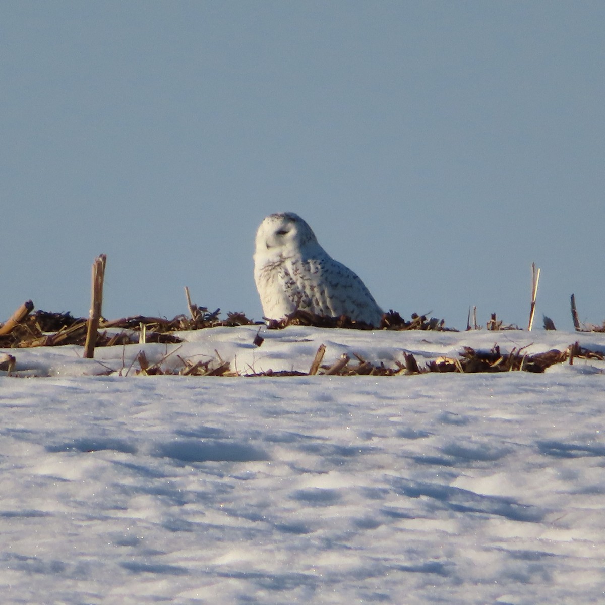 Snowy Owl - Joe F