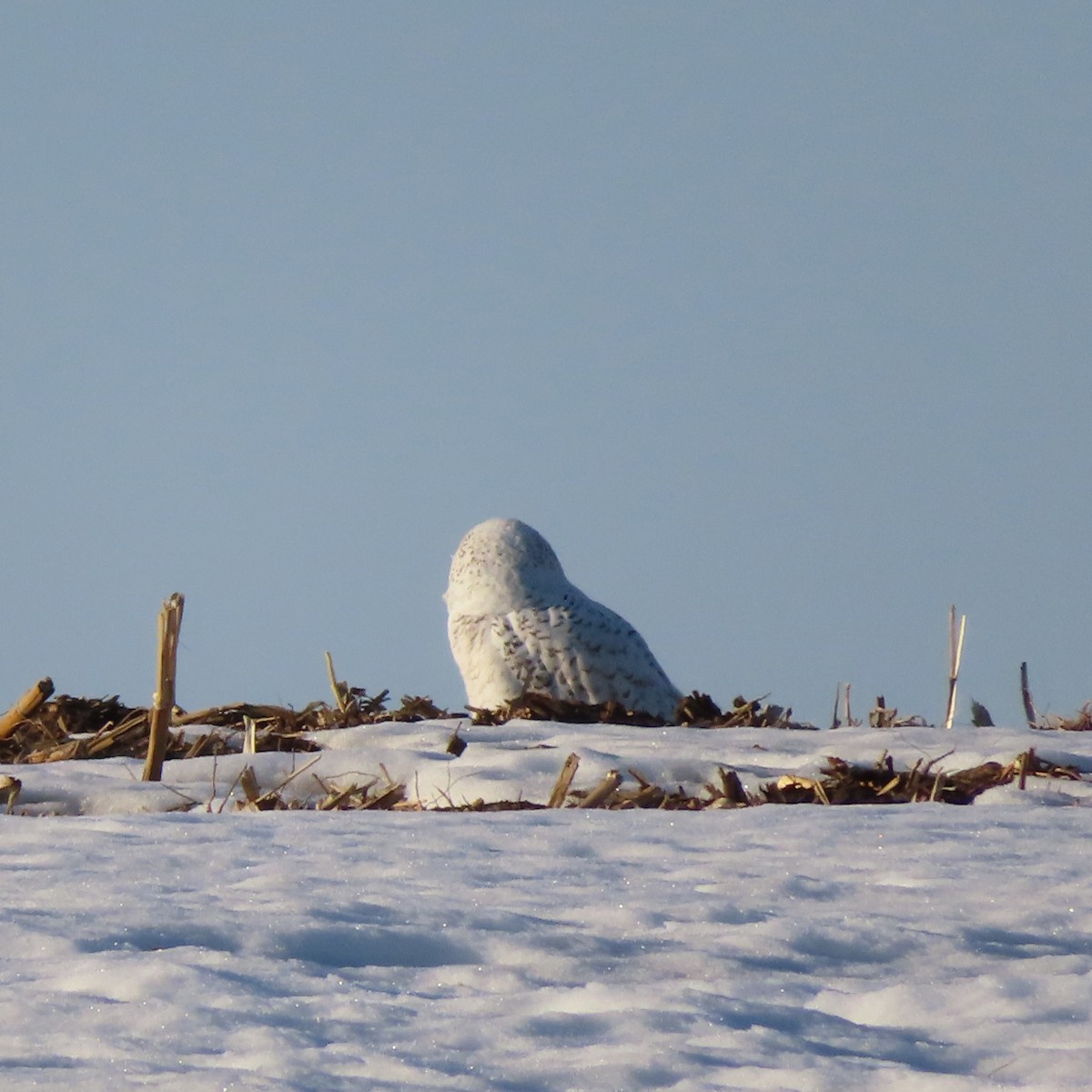 Snowy Owl - ML313538021