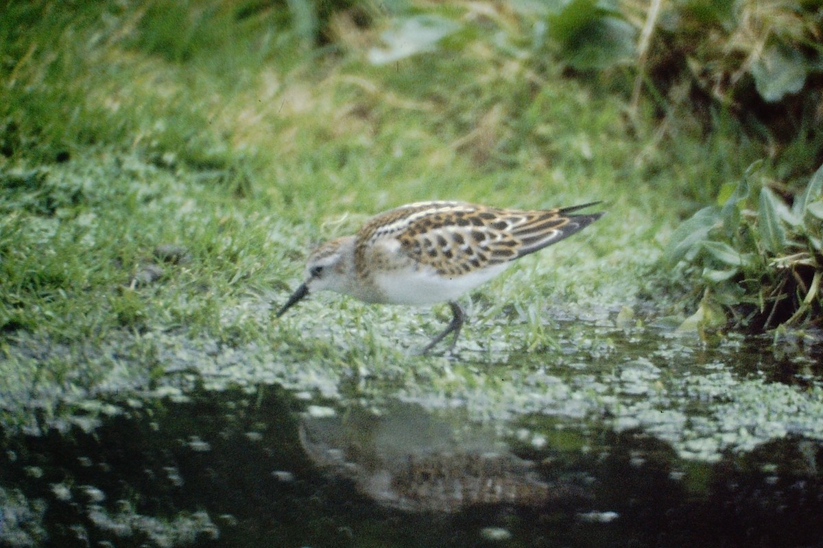 Little Stint - ML313538211