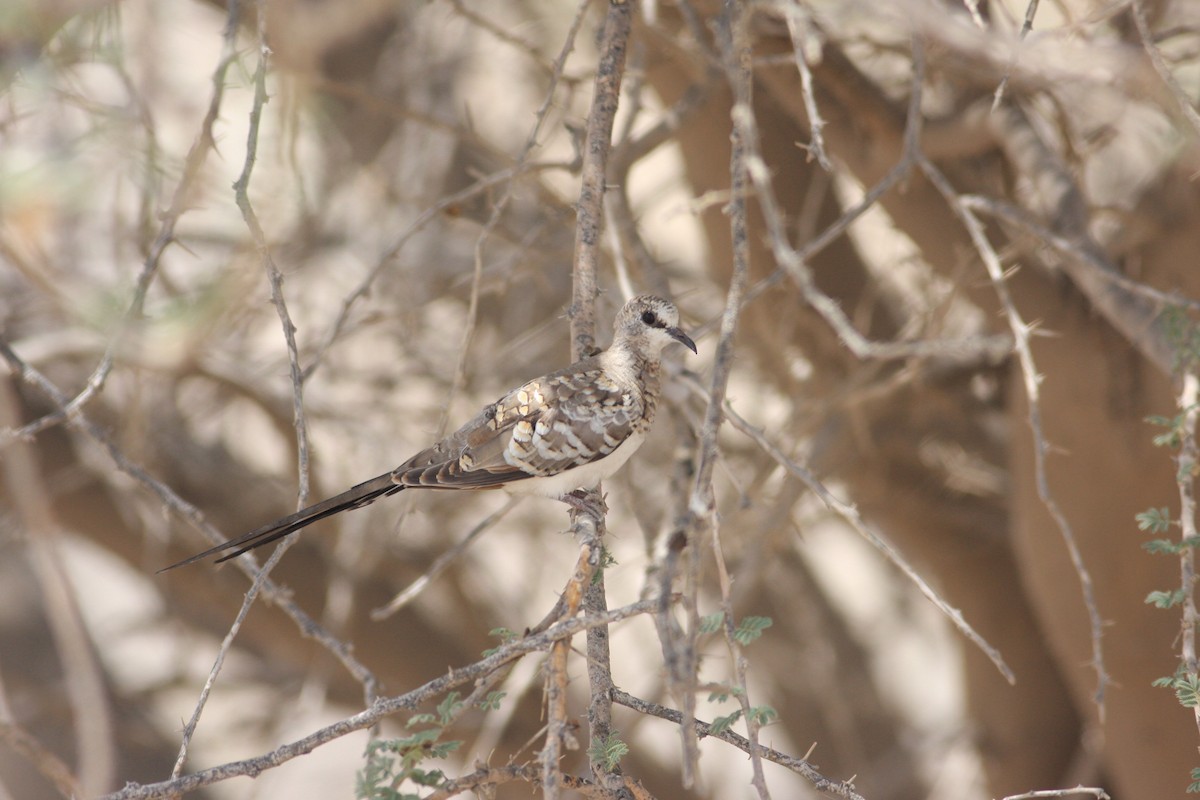 Namaqua Dove - Oscar Campbell