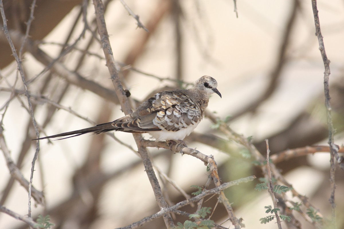 Namaqua Dove - Oscar Campbell