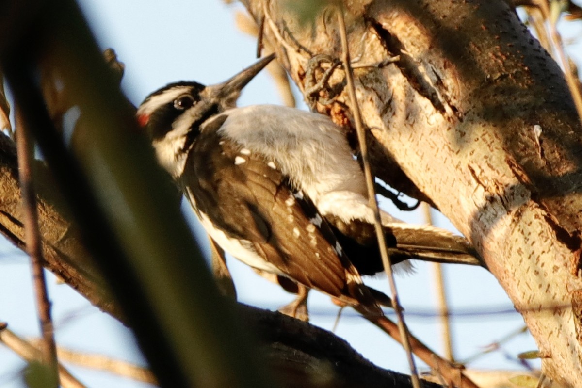 Hairy Woodpecker - ML313540341