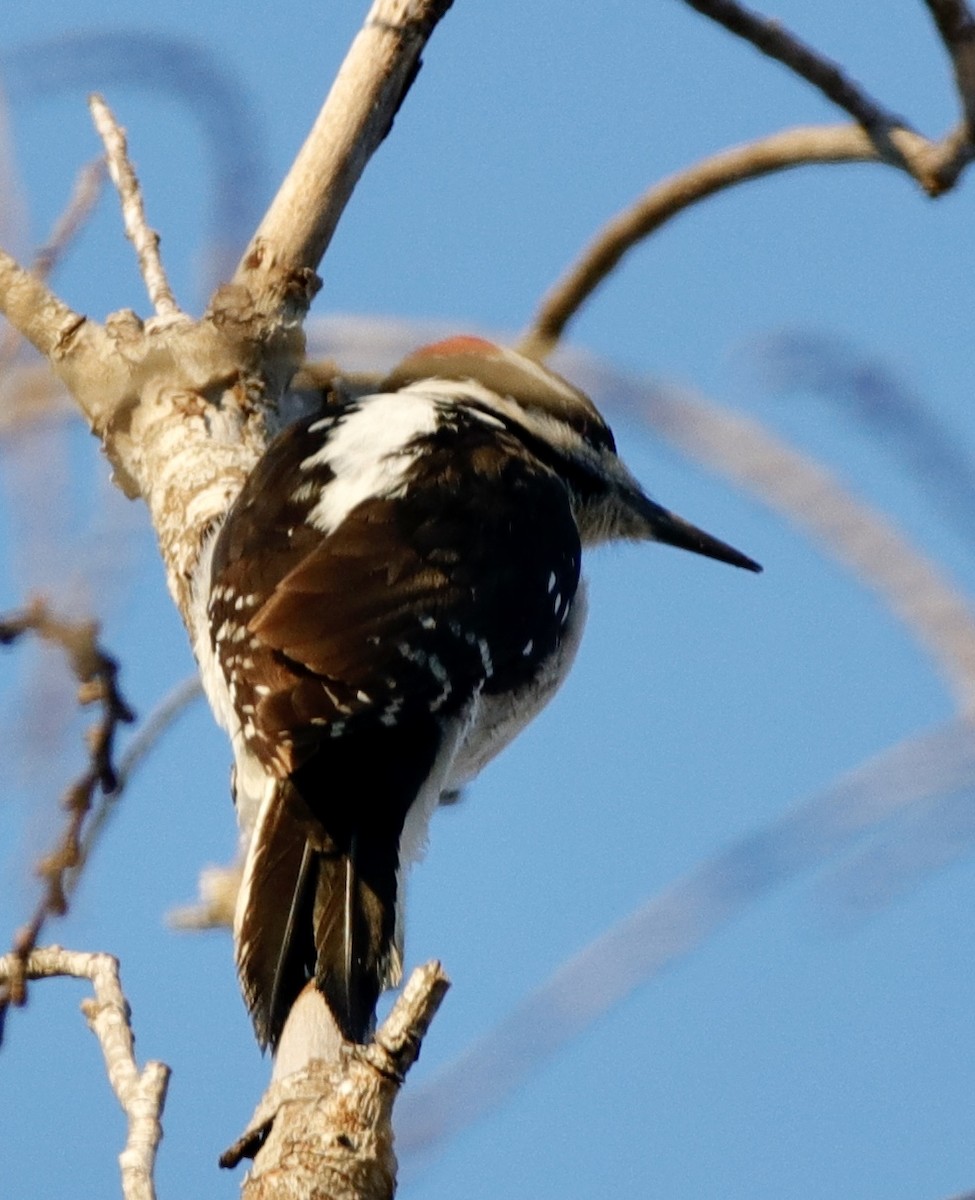 Hairy Woodpecker - ML313540371