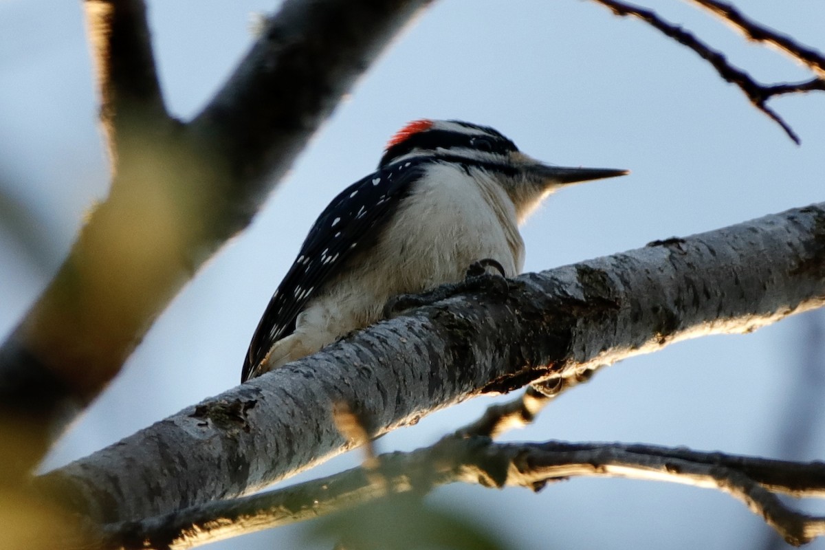 Hairy Woodpecker - ML313540381