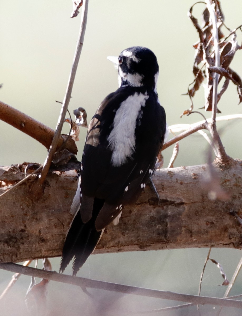 Hairy Woodpecker - ML313540401