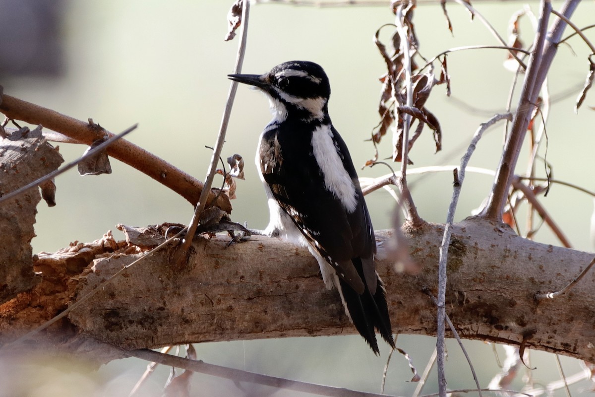 Hairy Woodpecker - ML313540411