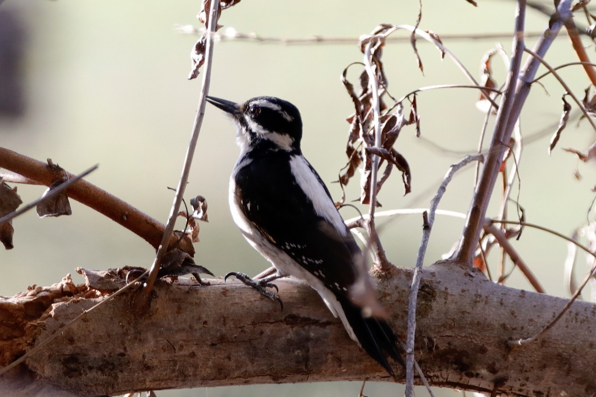 Hairy Woodpecker - ML313540441