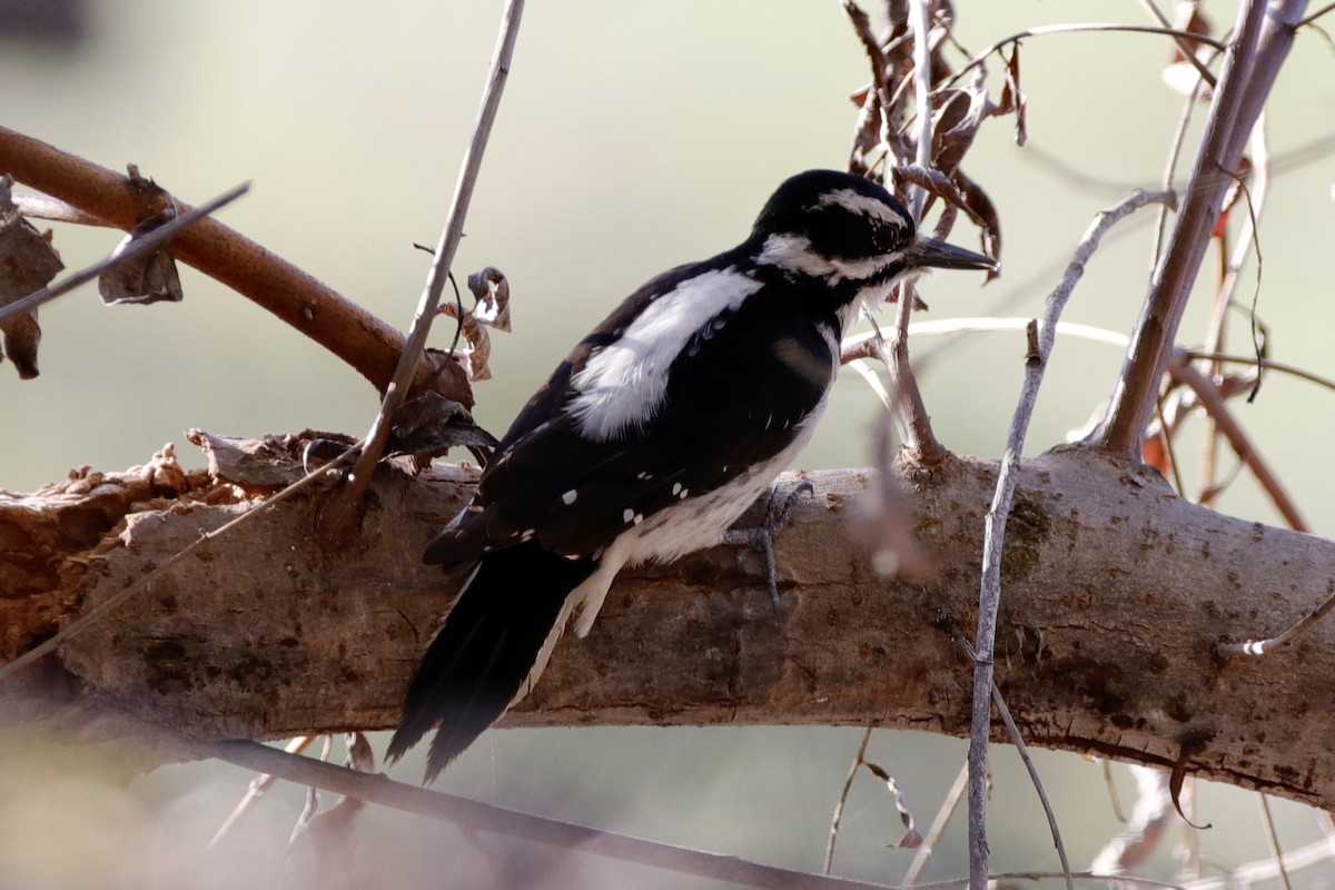 Hairy Woodpecker - ML313540451