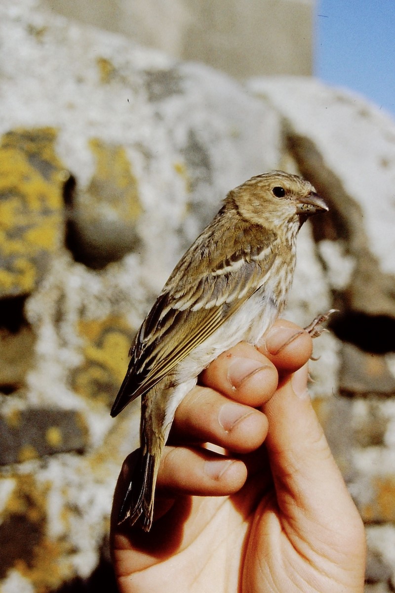 Common Rosefinch - ML313542561