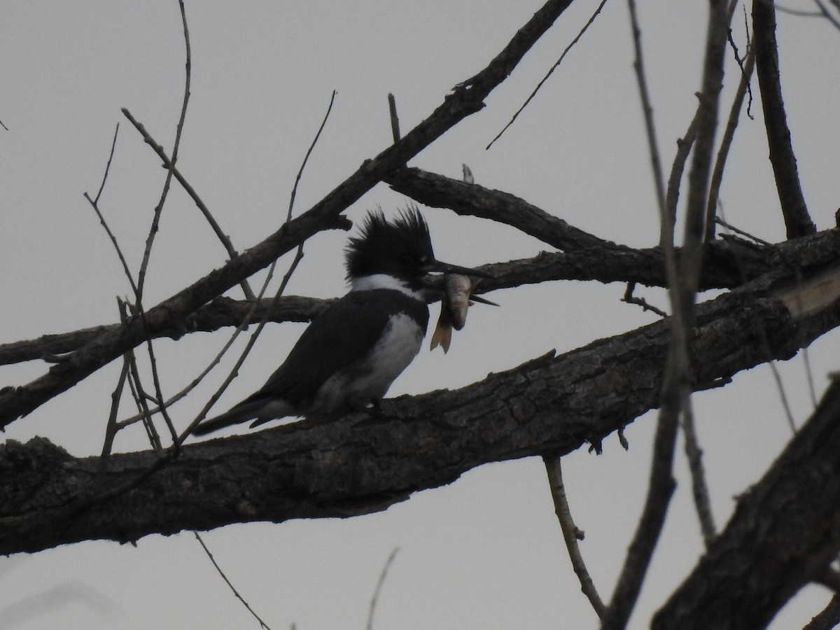 Belted Kingfisher - ML313542671
