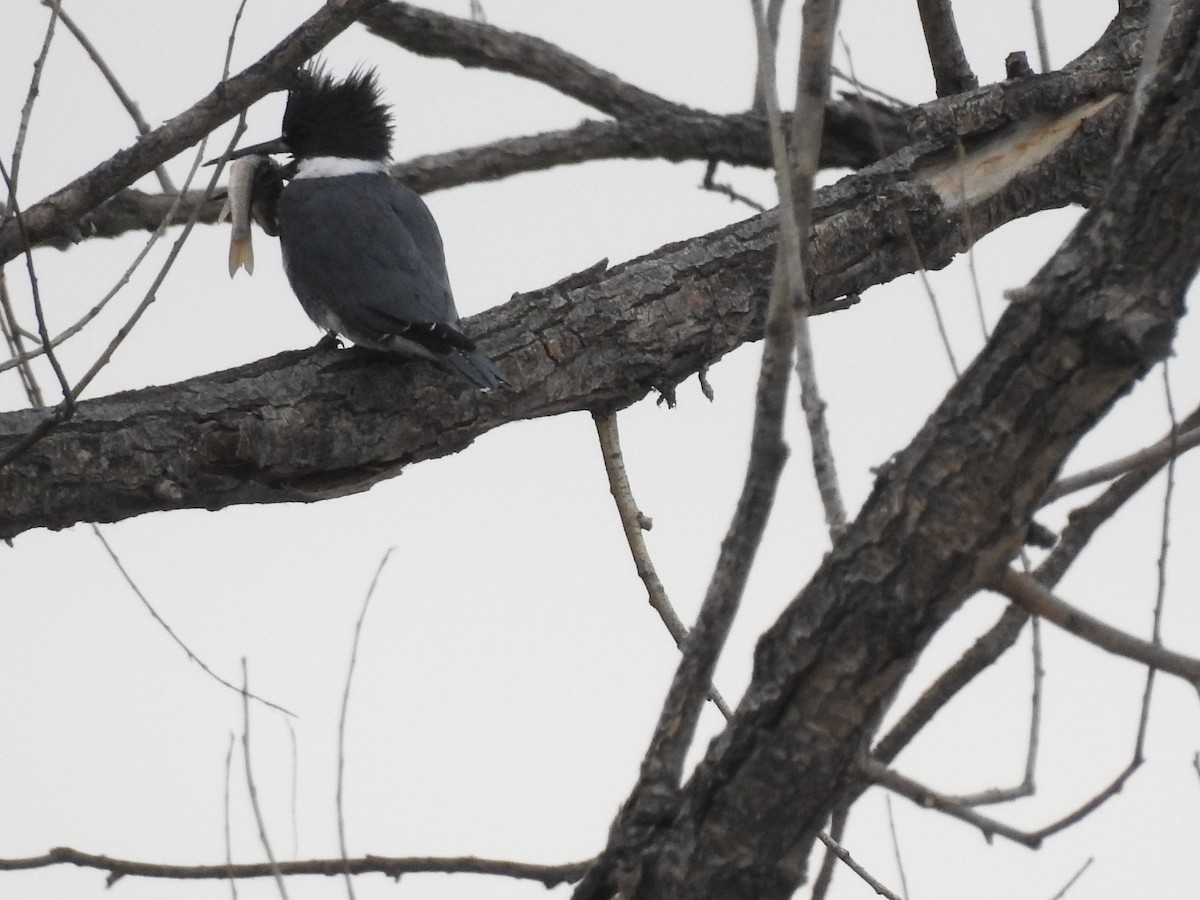 Belted Kingfisher - ML313542691