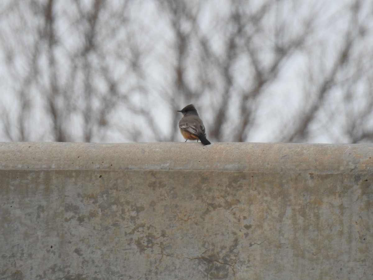 Say's Phoebe - Dave Farmer