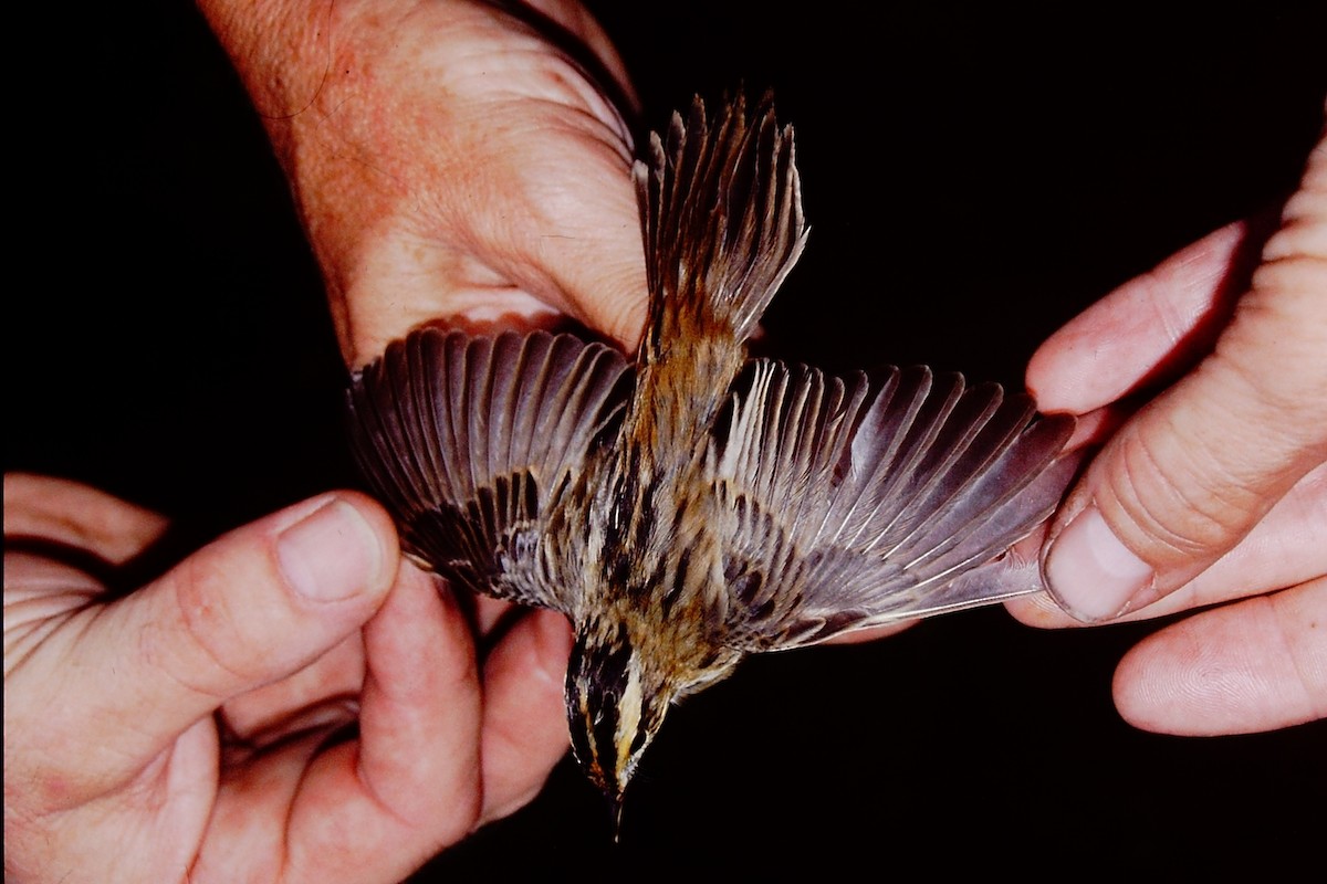 Aquatic Warbler - Jared Wilson