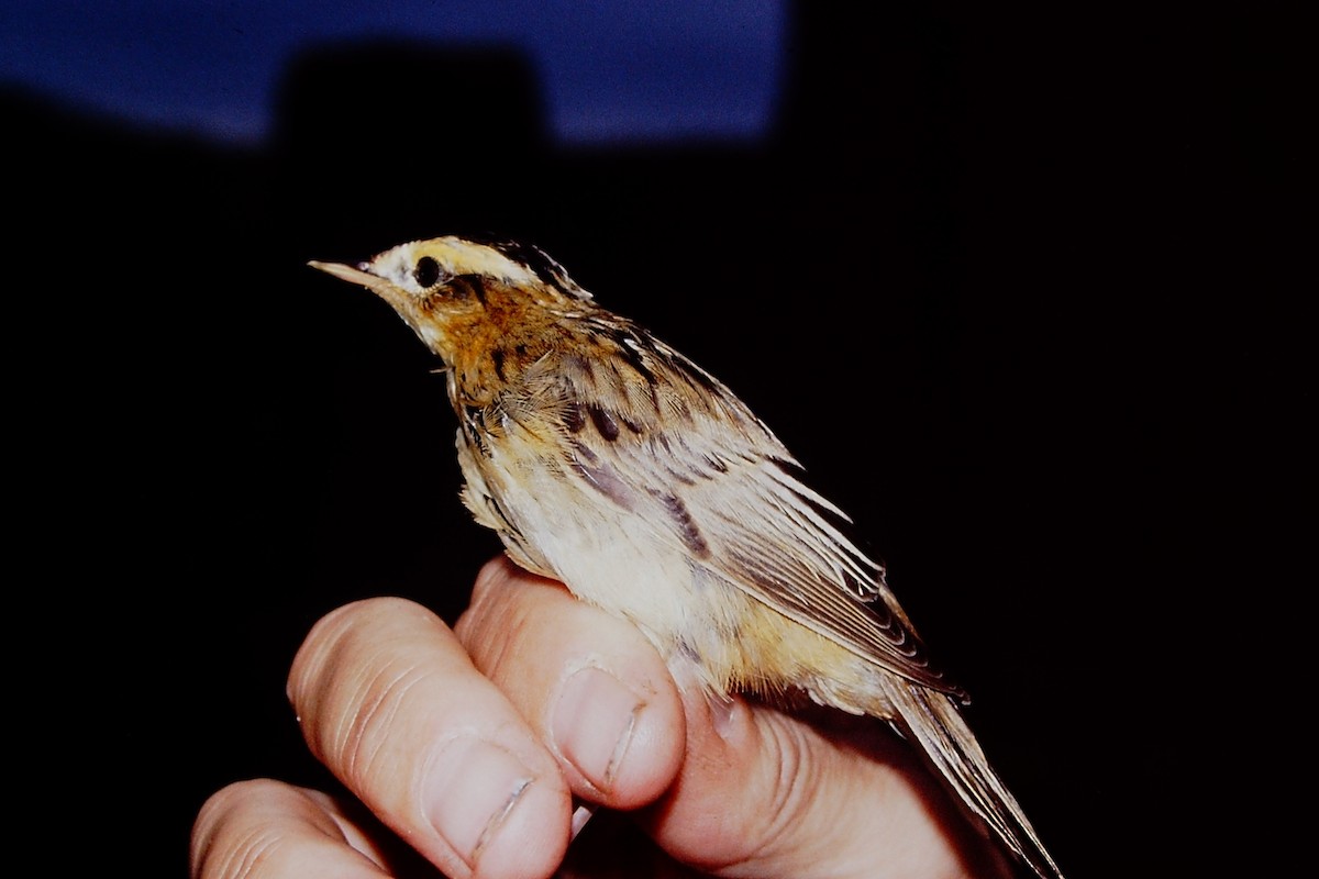 Aquatic Warbler - Jared Wilson