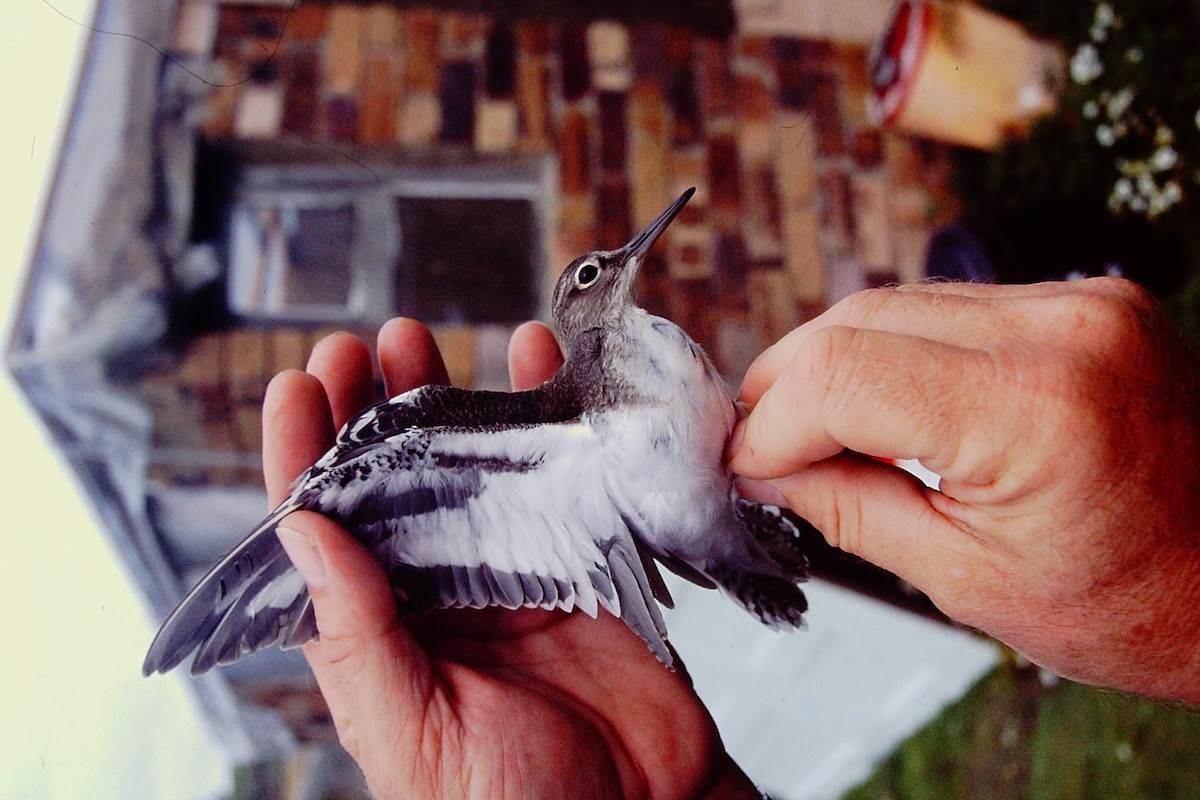 Common Sandpiper - ML313544421