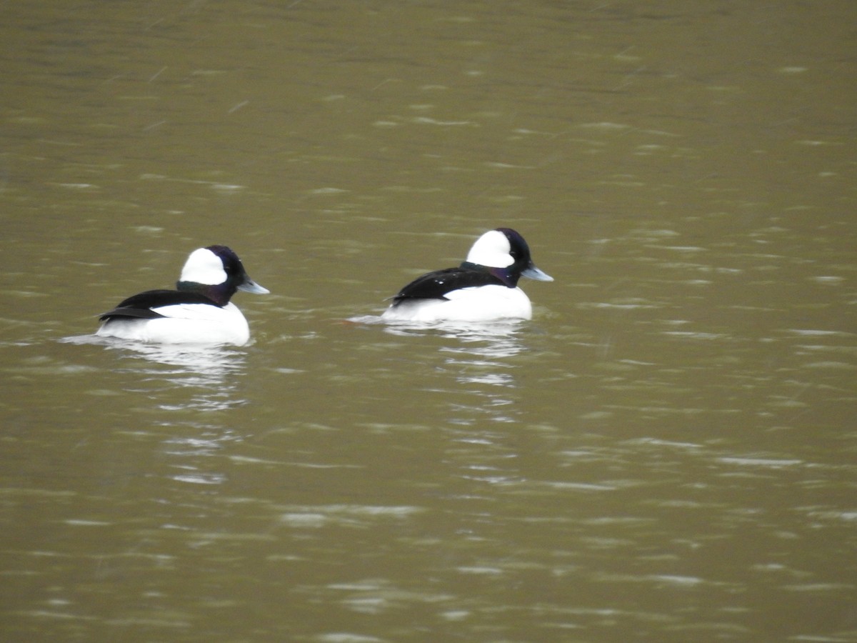 Bufflehead - ML313547011
