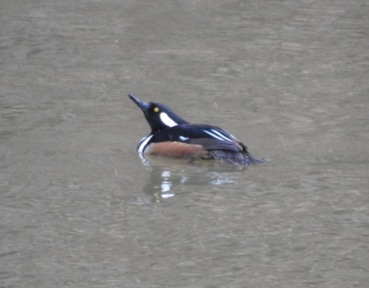 Hooded Merganser - ML313547091