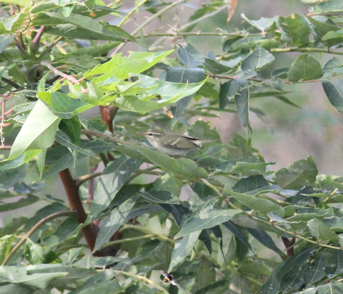 Two-barred Warbler - ML313547191