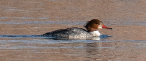 Common Merganser - ML313547381